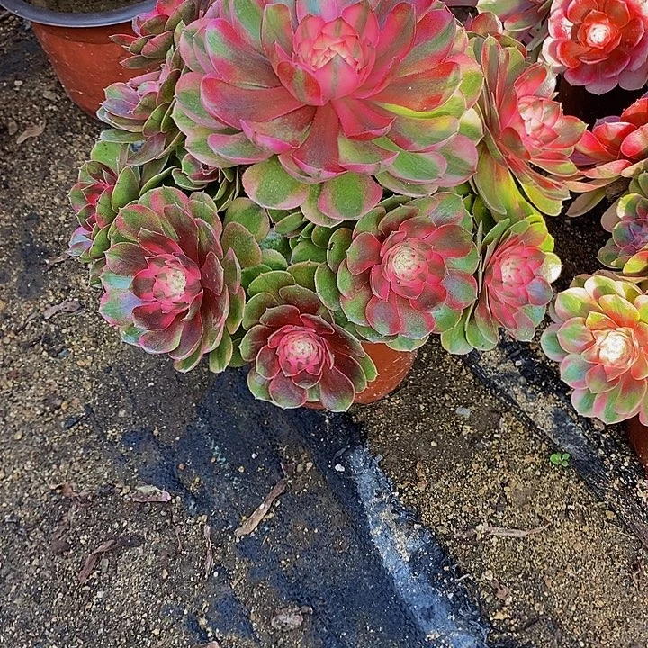 多肉植物荔枝273多肉