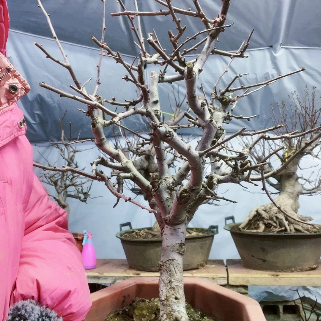 娇***✨海棠盆景一物一拍