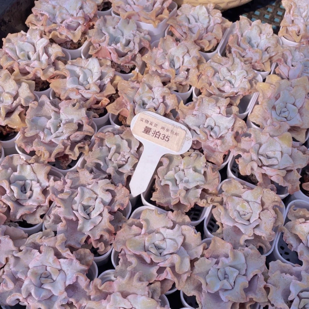 量拍35号白饺子皮单头两个