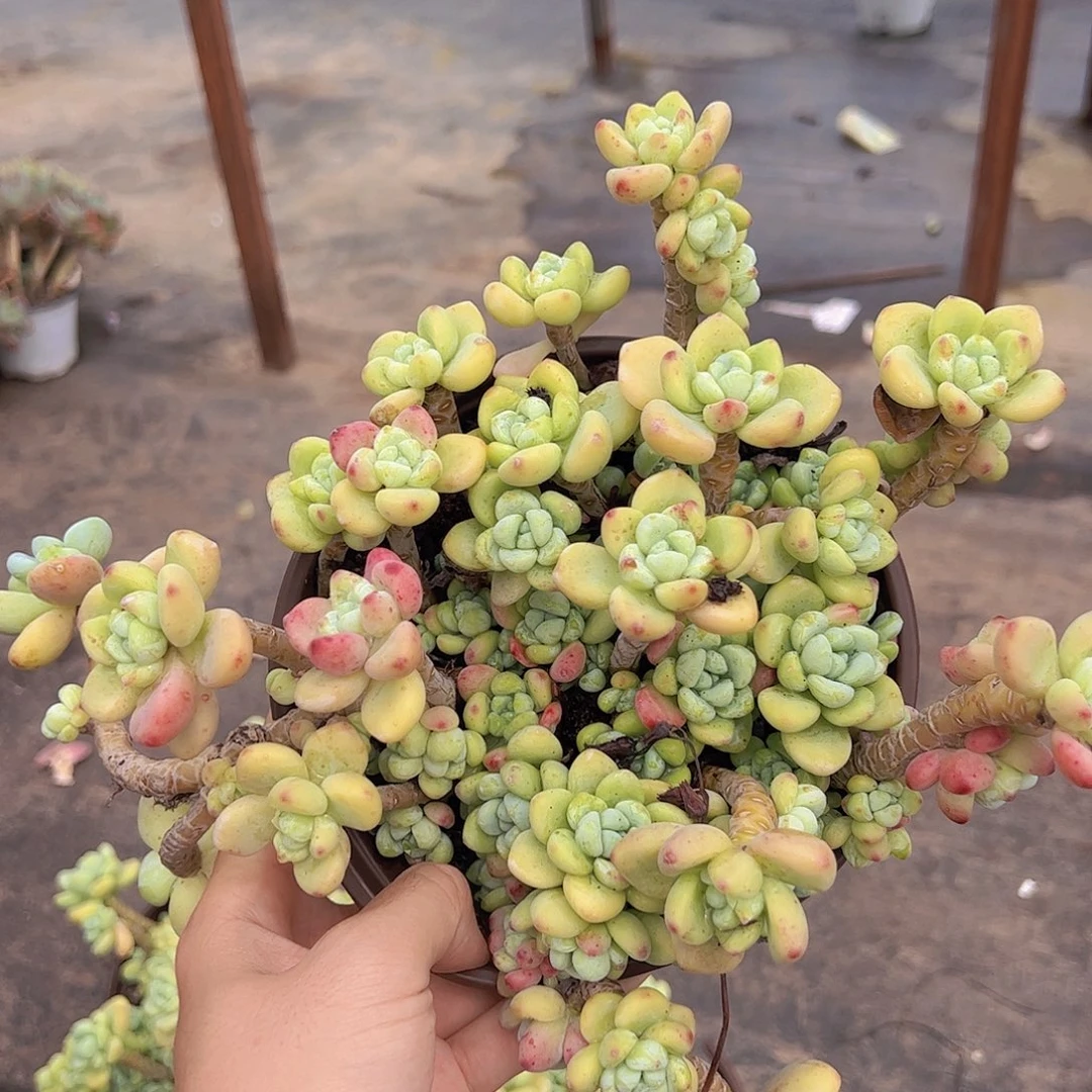 香香劳尔多头大盆群整装老桩