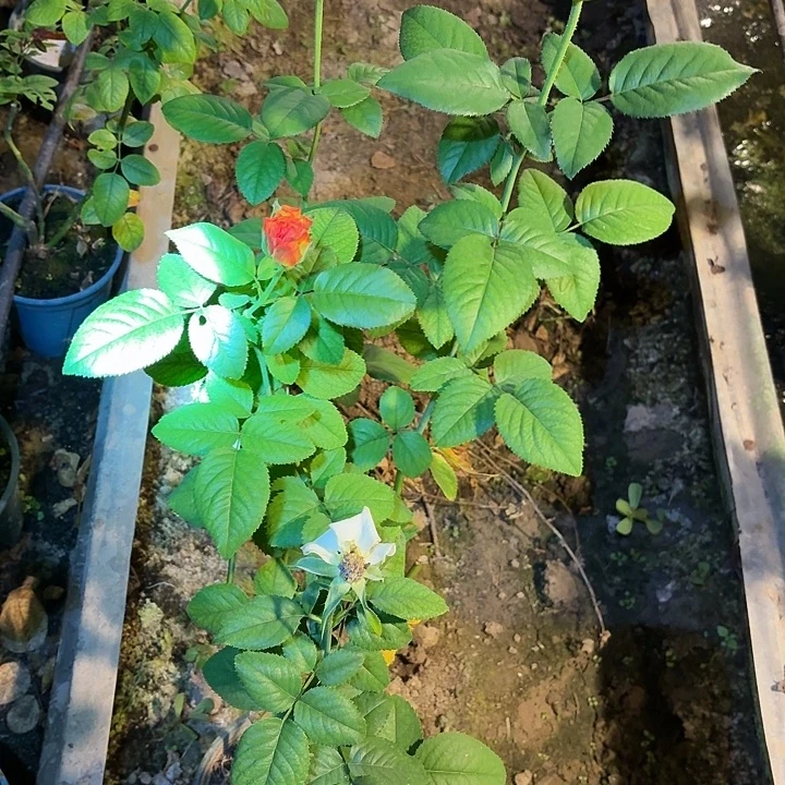 无花朵昀一加仑苗