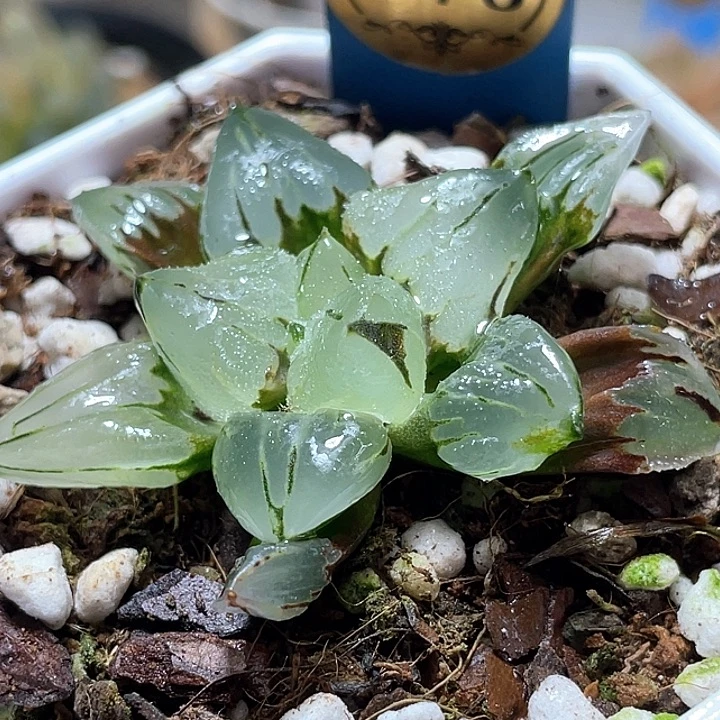 578冰玉鸾特选福利