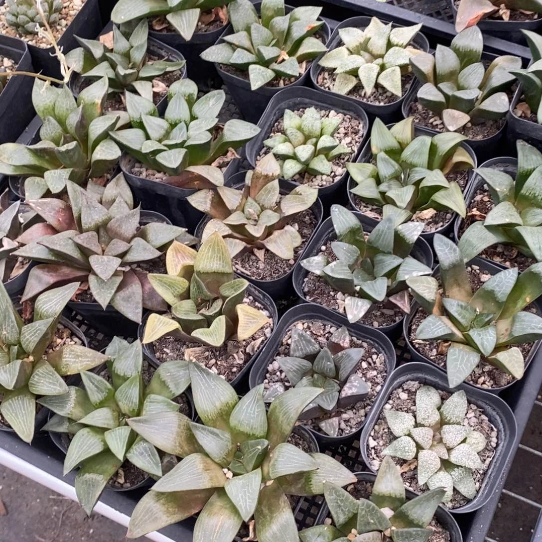 3015 一颗实生大寿  整点福利