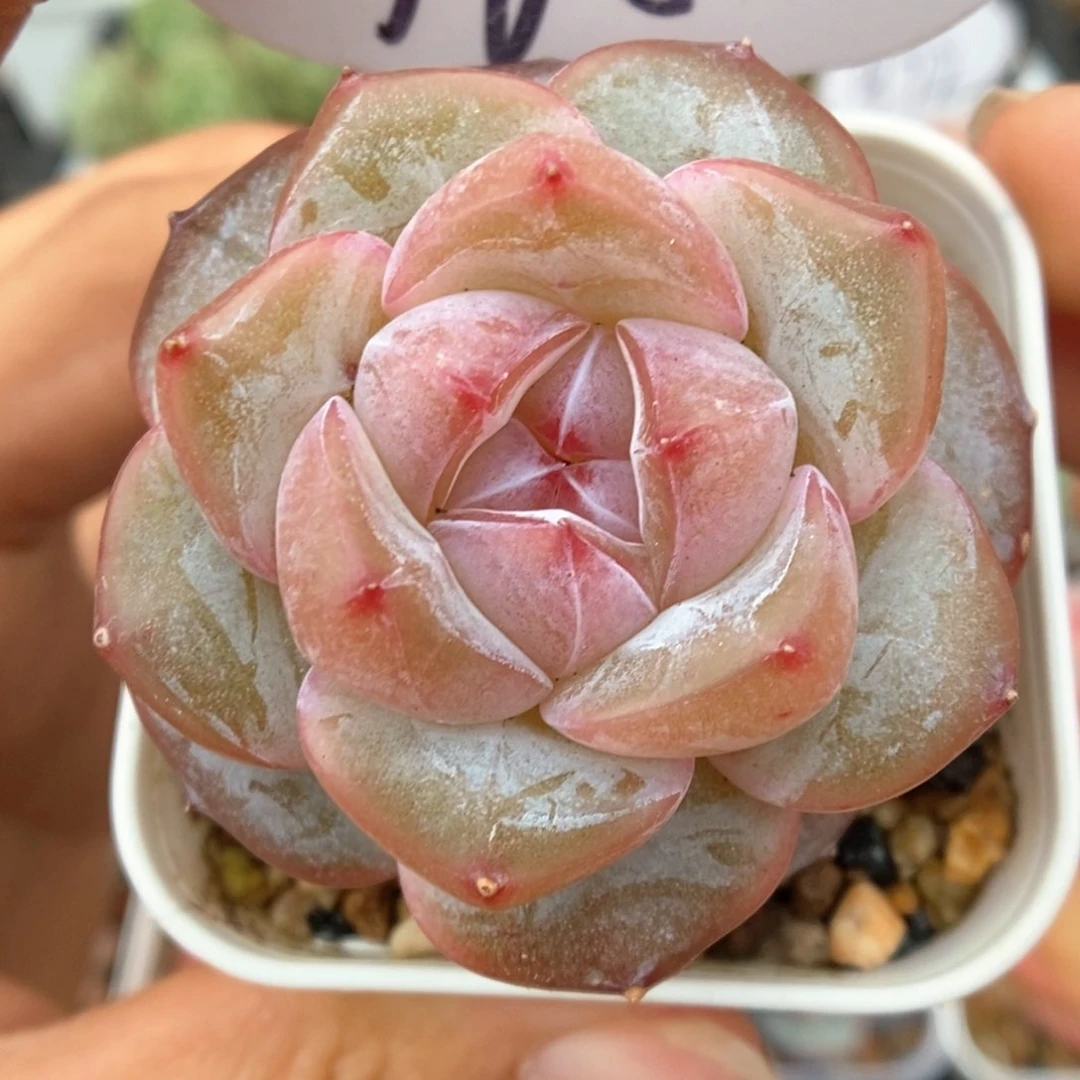 紫心星河可拍765号。