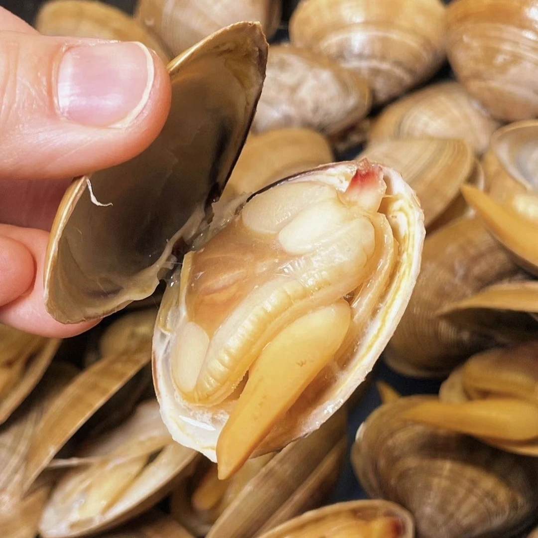 正宗丹东东港大黄蚬子98%无沙16-18头/斤 鲜活顺丰发货