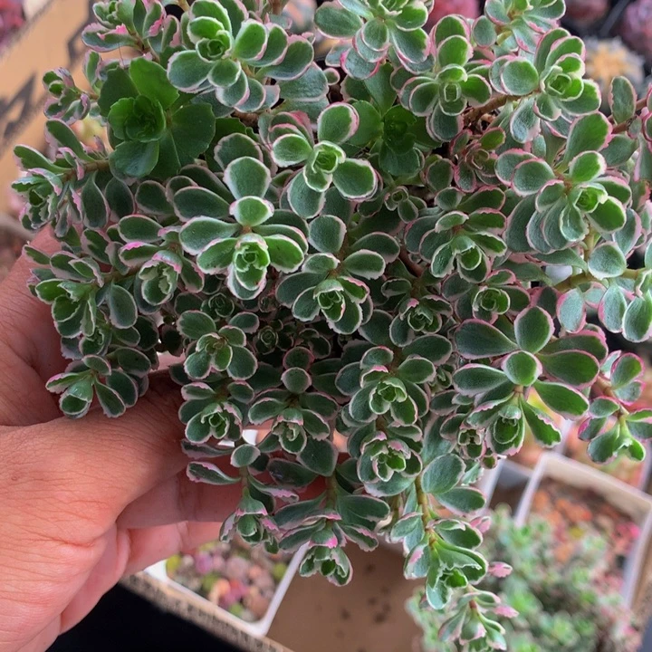 小球玫瑰锦 （满9.99包邮不满9.99发叶子）