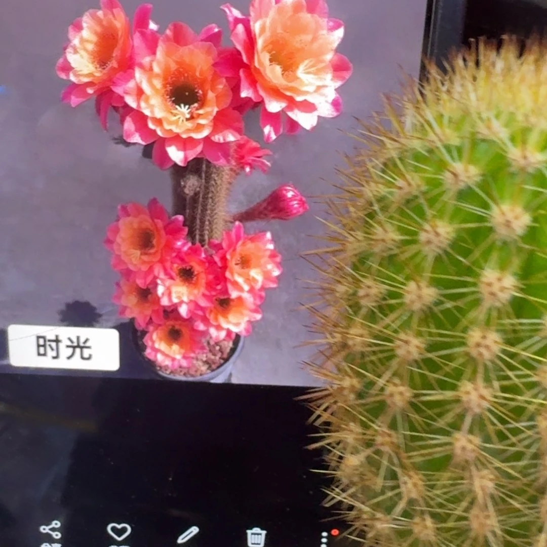 6金妞时光歪4公分左右无根侧牙，20包邮