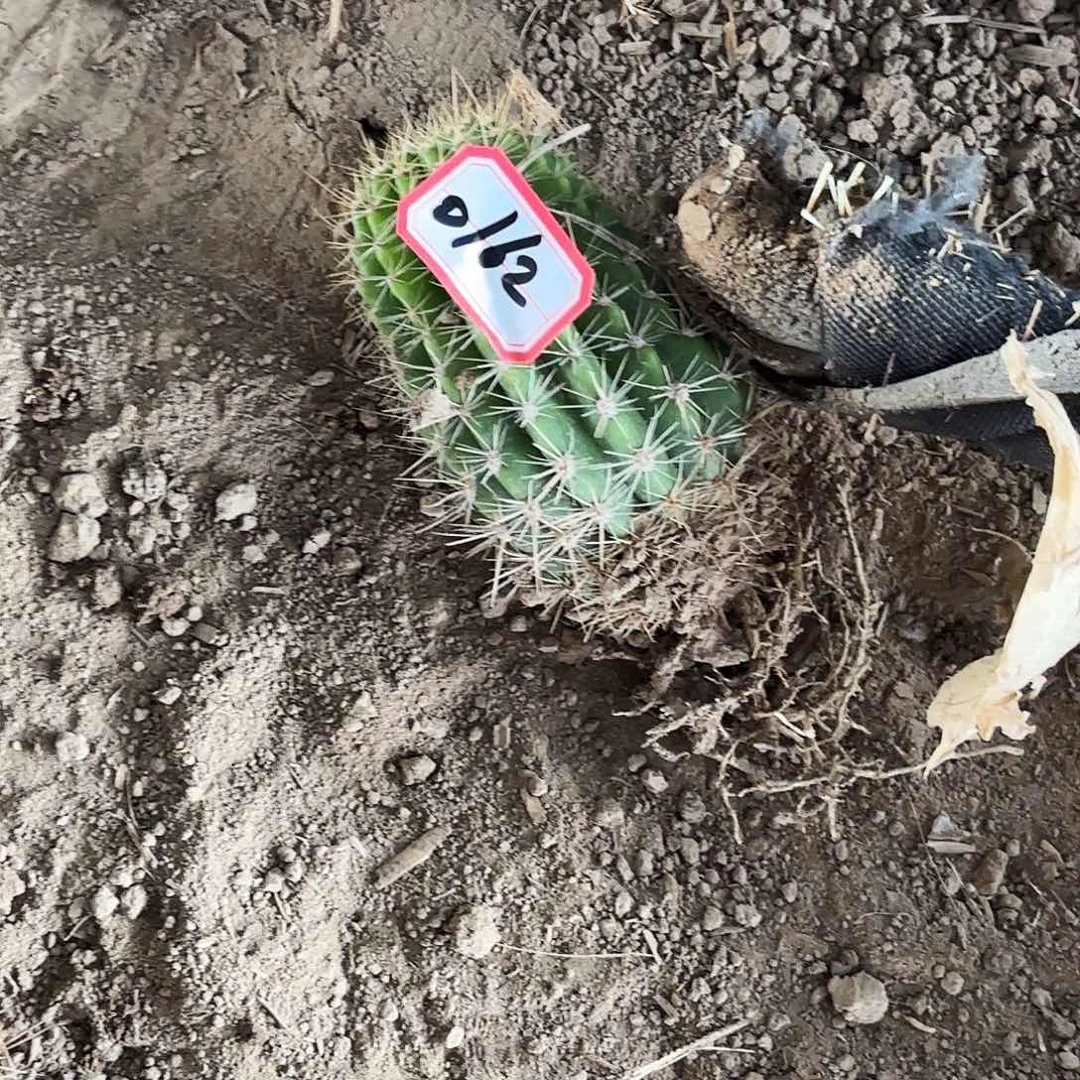 0163 带根毛花瑕疵瑕疵