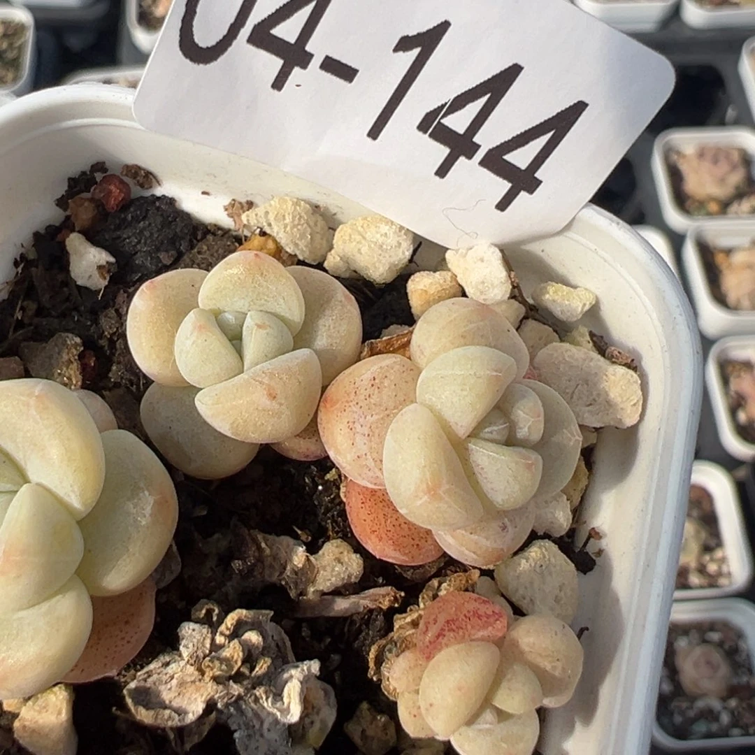 小卡拉米糖心一物一拍4-144不包整