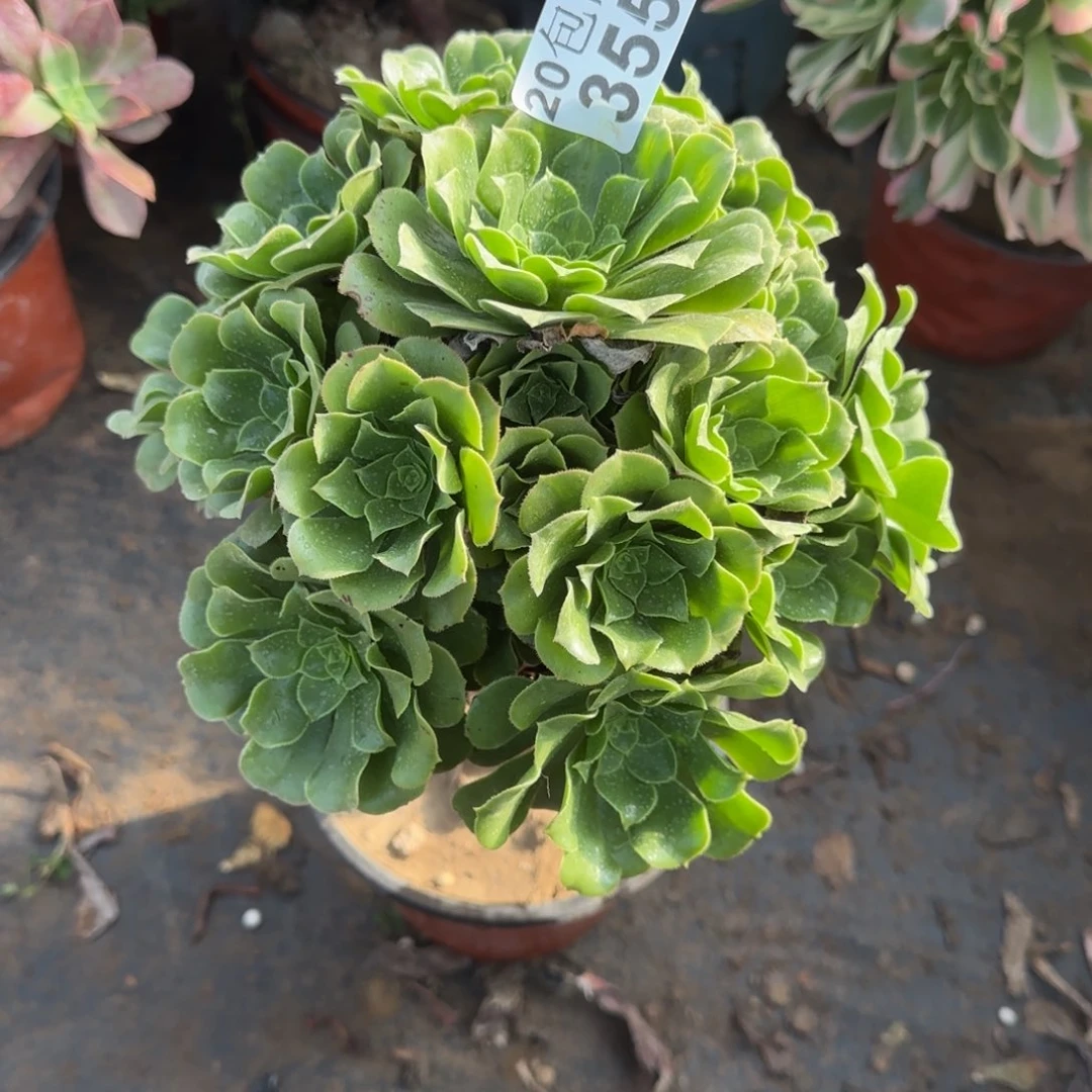 绿羊荣355满20包邮断枝不包