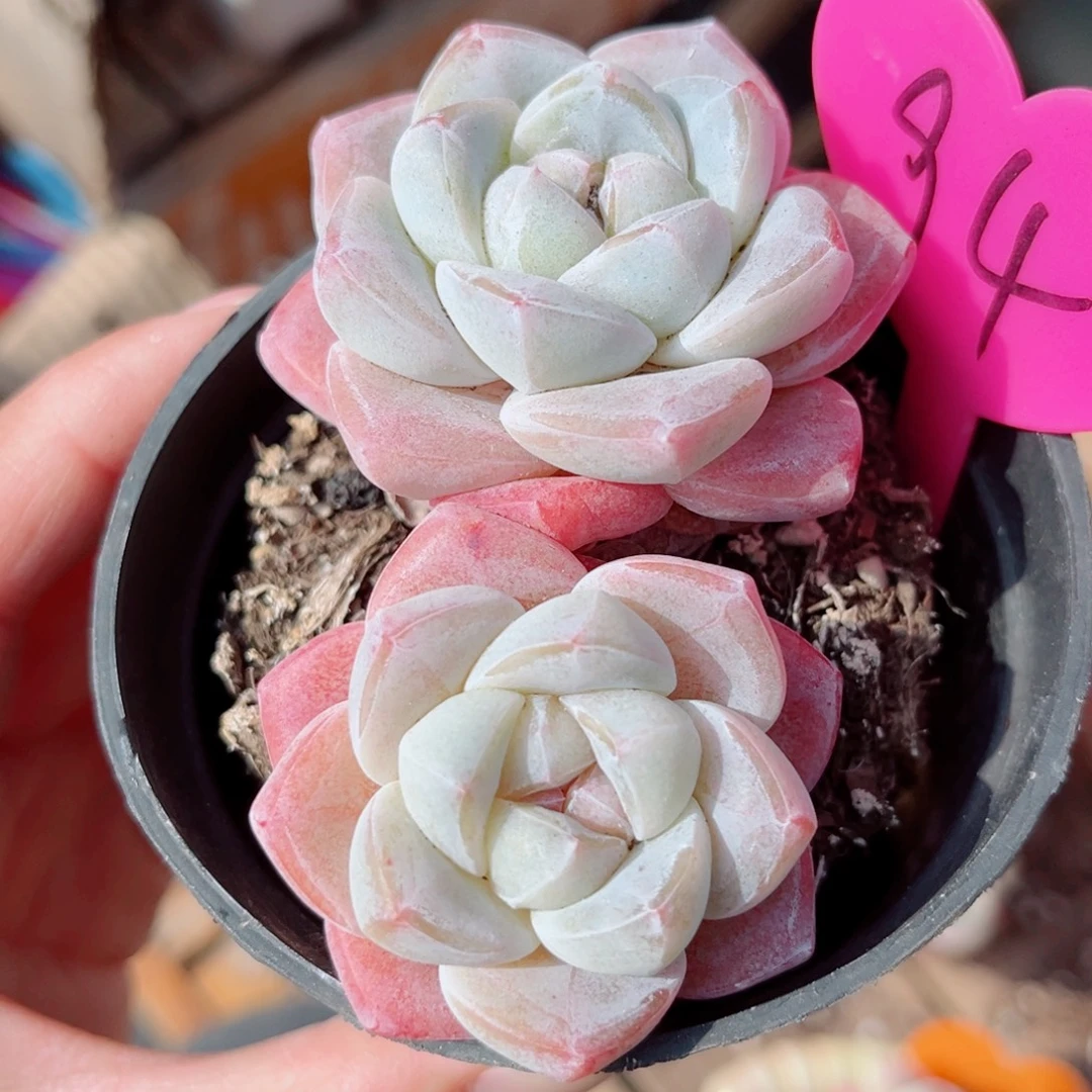 94号小老桩冰玉双头