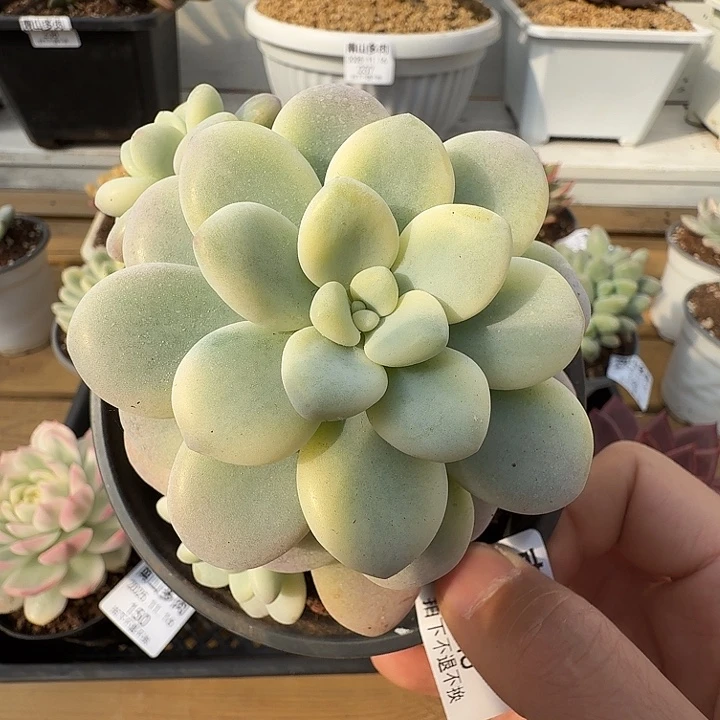 洛神锦11111116-148