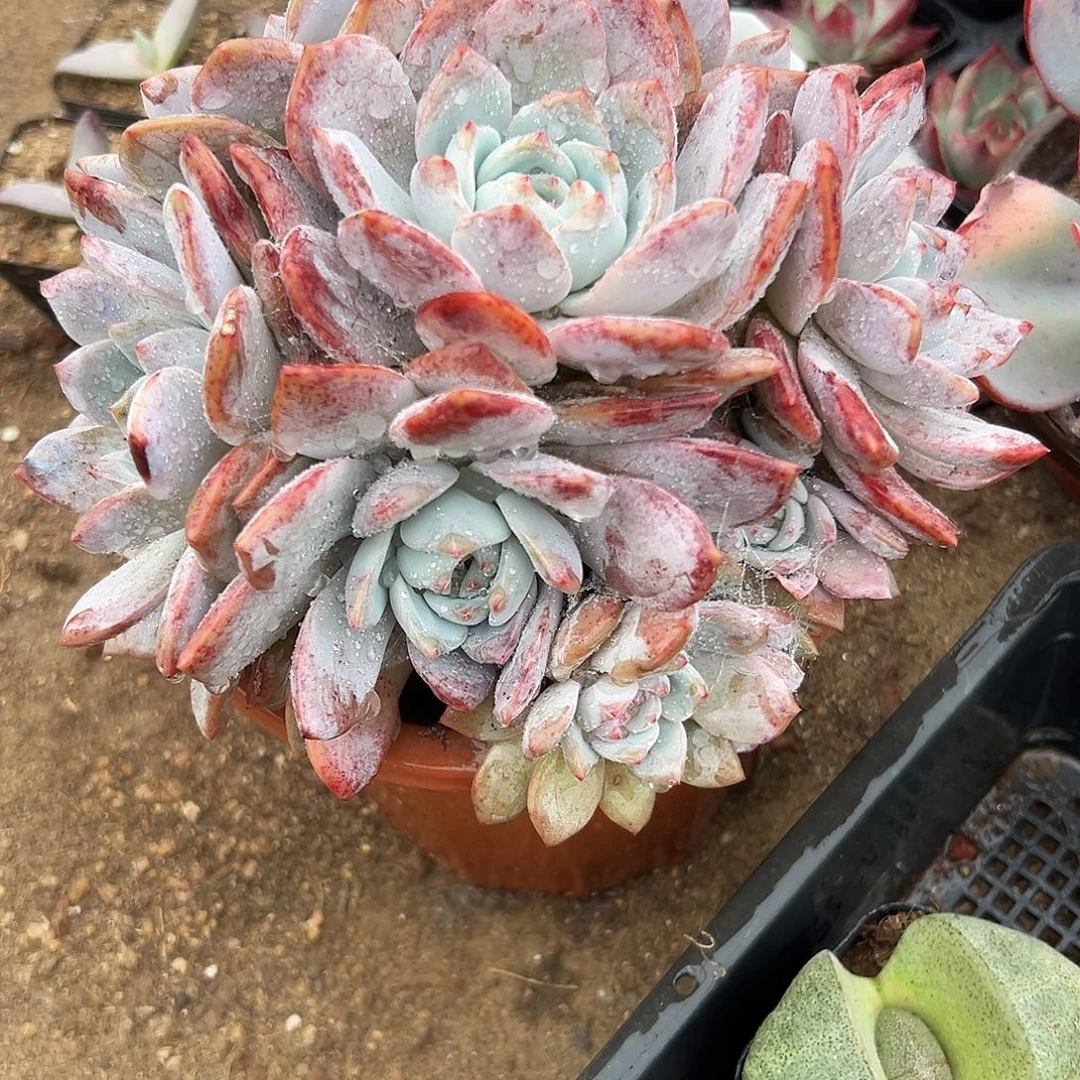 多肉植物橙梦露群