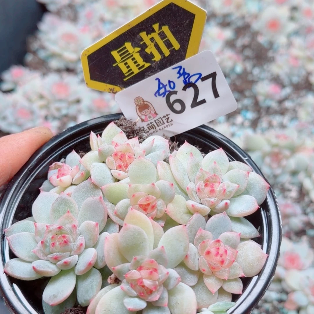 多肉植物多肉植物