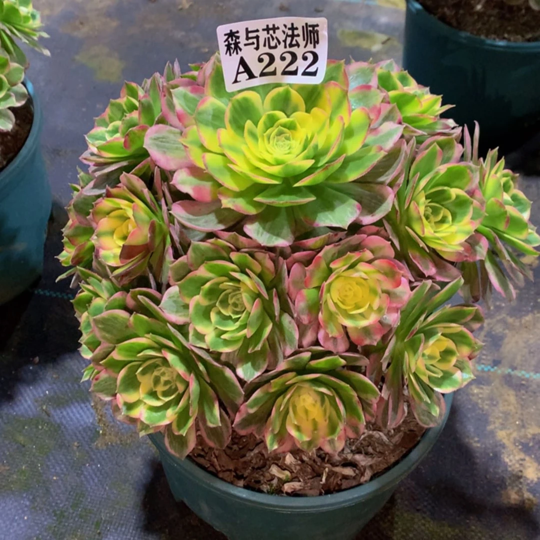 【闪购商品】222海仙