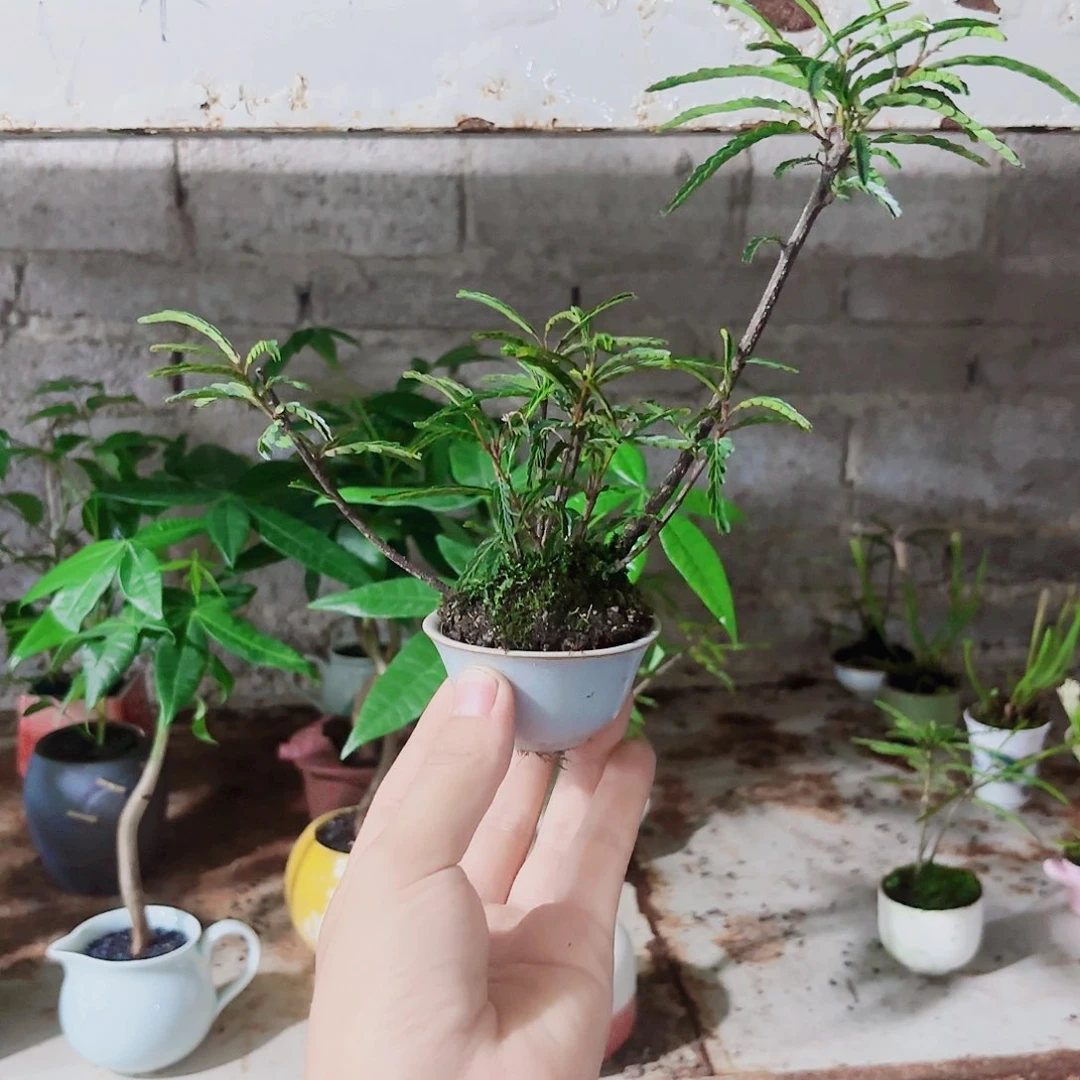 无花朵小**?一物一拍 所见即所得16