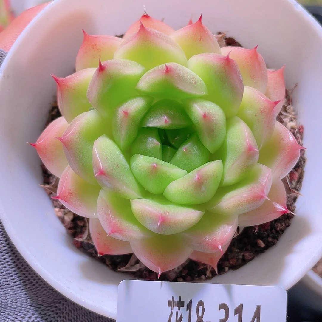 花利美18-314麦秆