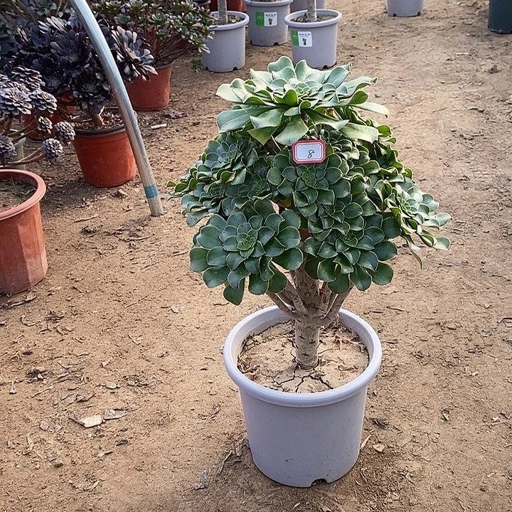 8，绿法师多肉法师