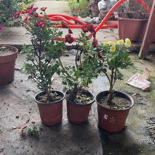我***光完全开放盆景菊木本菊