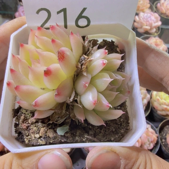 216.qqqqqqqqqqqqqq