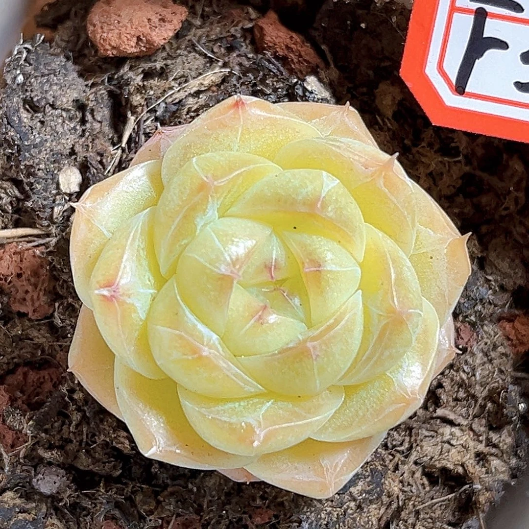 F379一物一拍 精控夏末