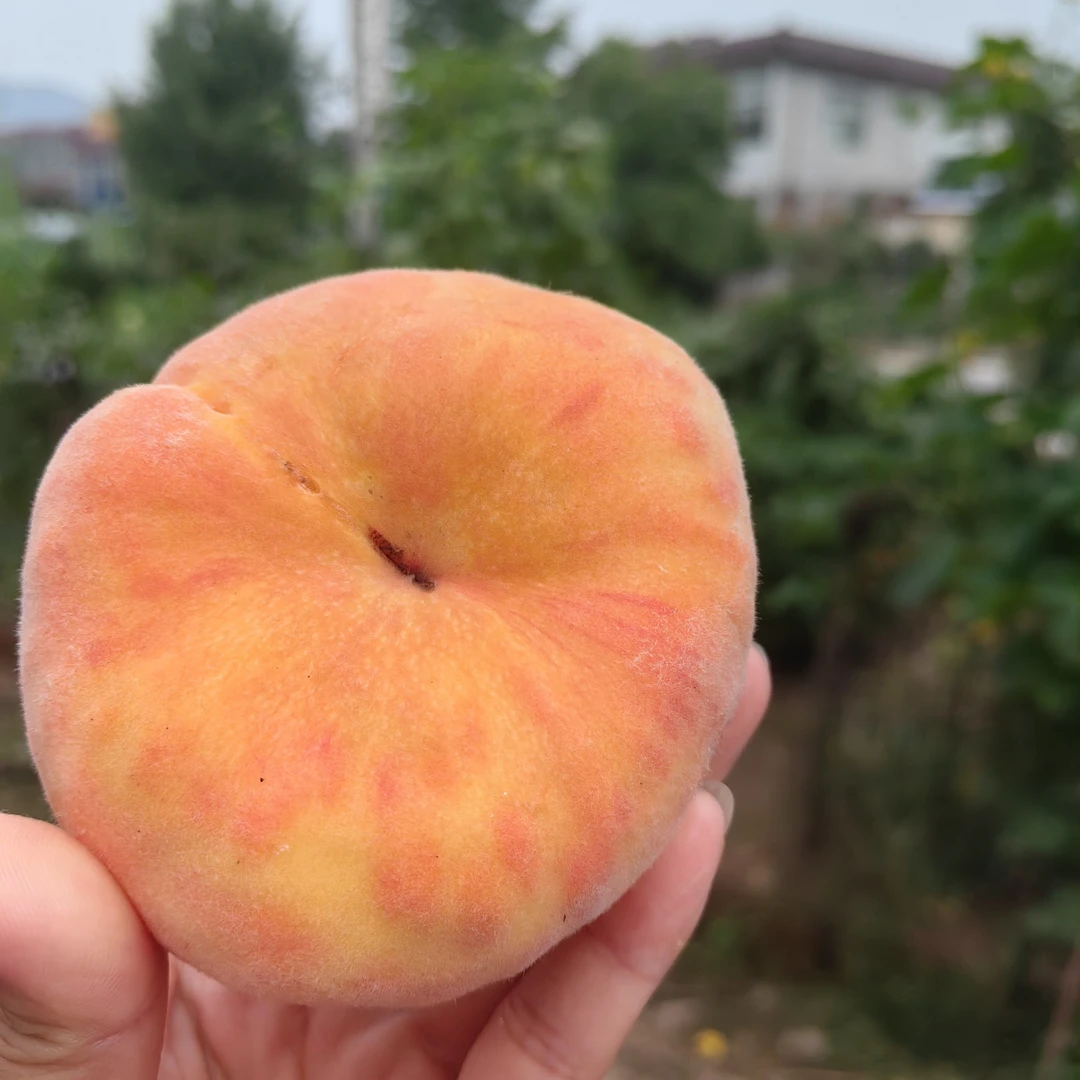 蒙阴蜜桃毛蟠11脆爽清甜，软糯爆甜