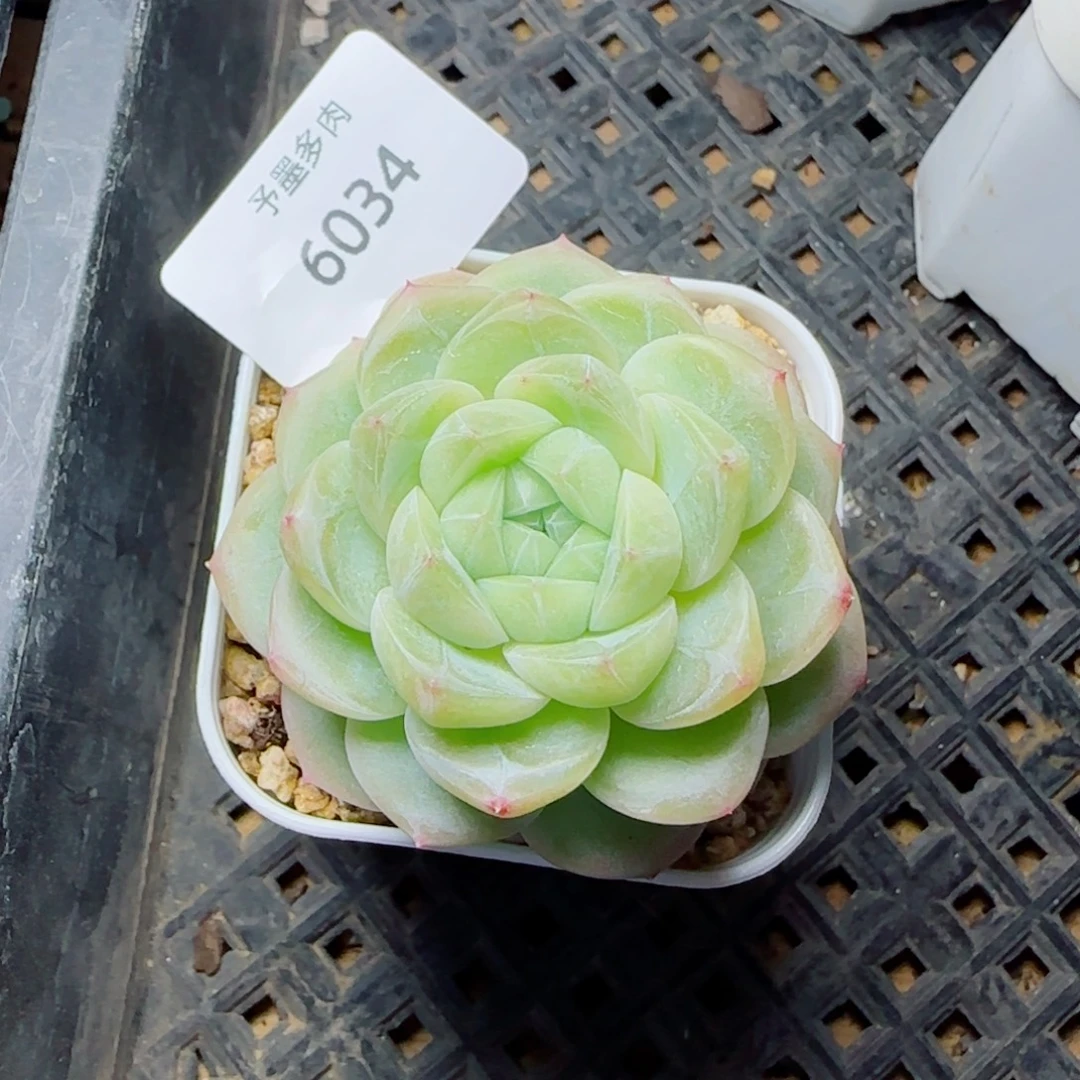 财富密码，6034多肉植物