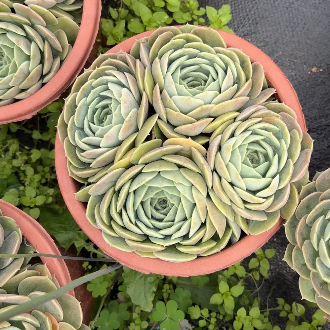 ꧁****꧂昂斯诺老庄多肉植物