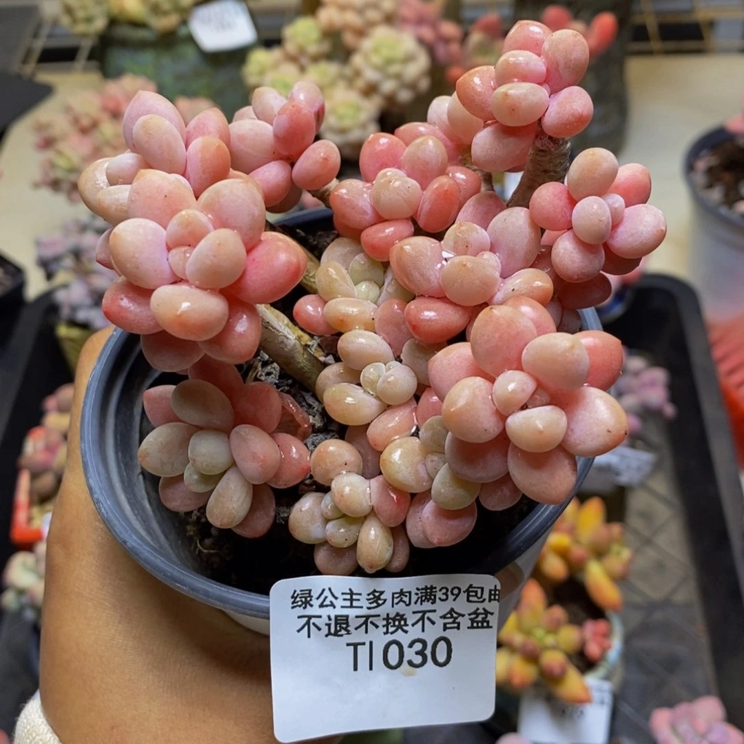 030鱼子酱多肉有断枝