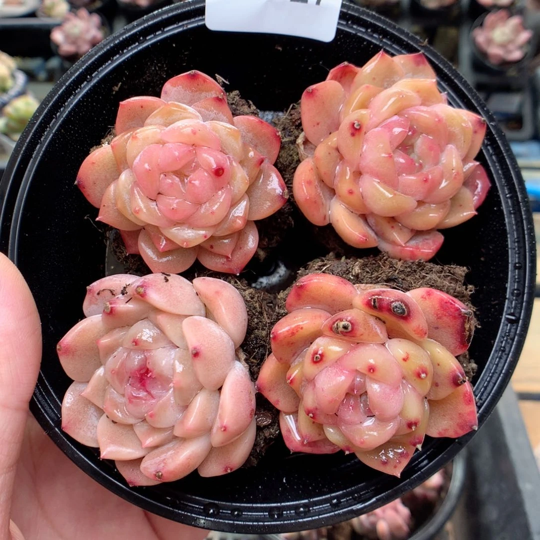 G27 ，柿子多肉20包邮两天凑单