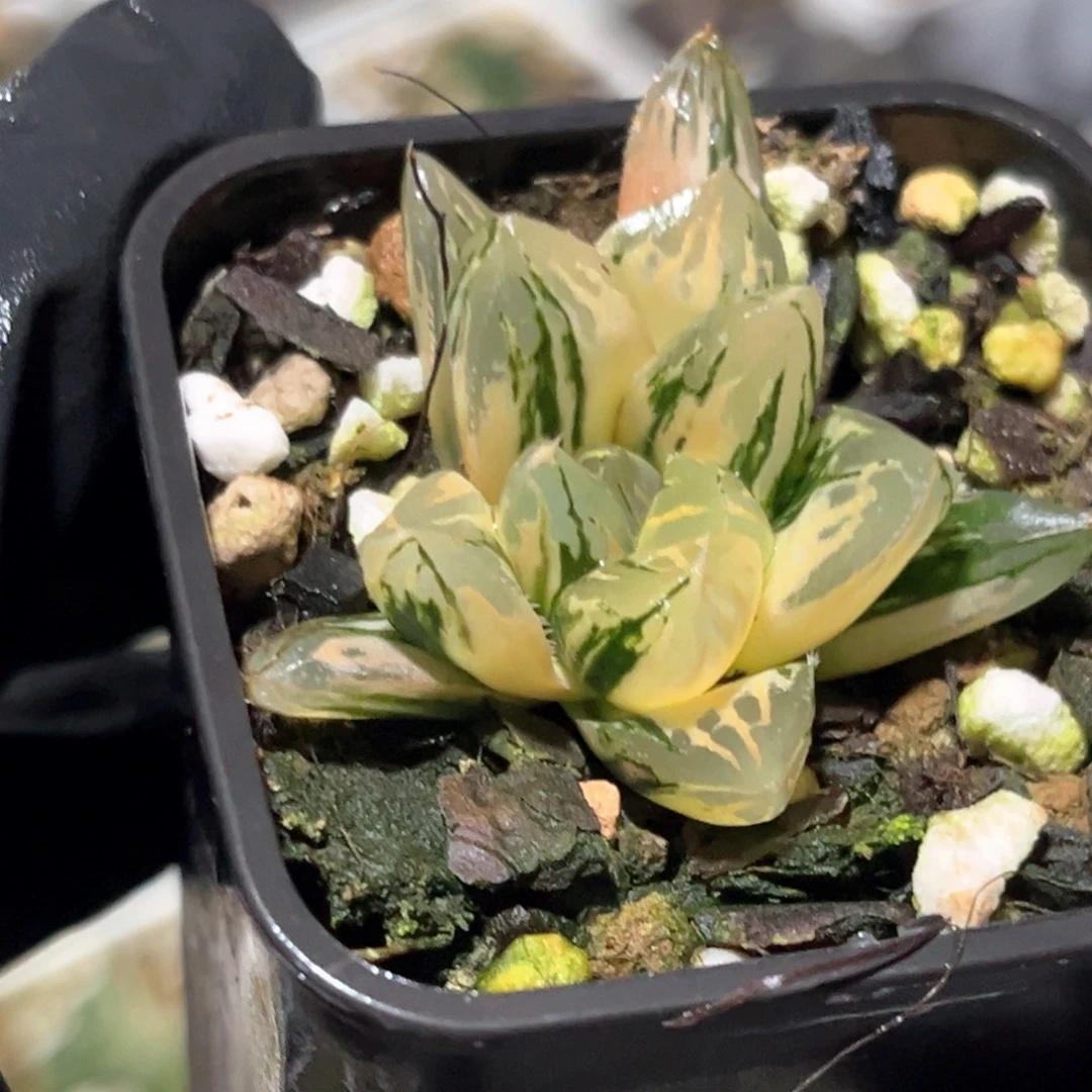 幺***鸡恭喜发财大吉大利0070