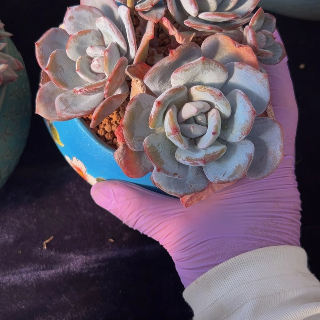 新年快乐 新年快 奶茶