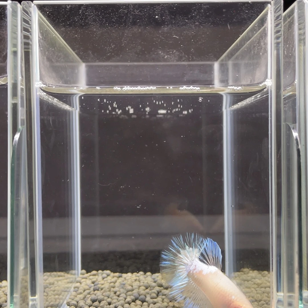 斗鱼24号薄荷绿ko公