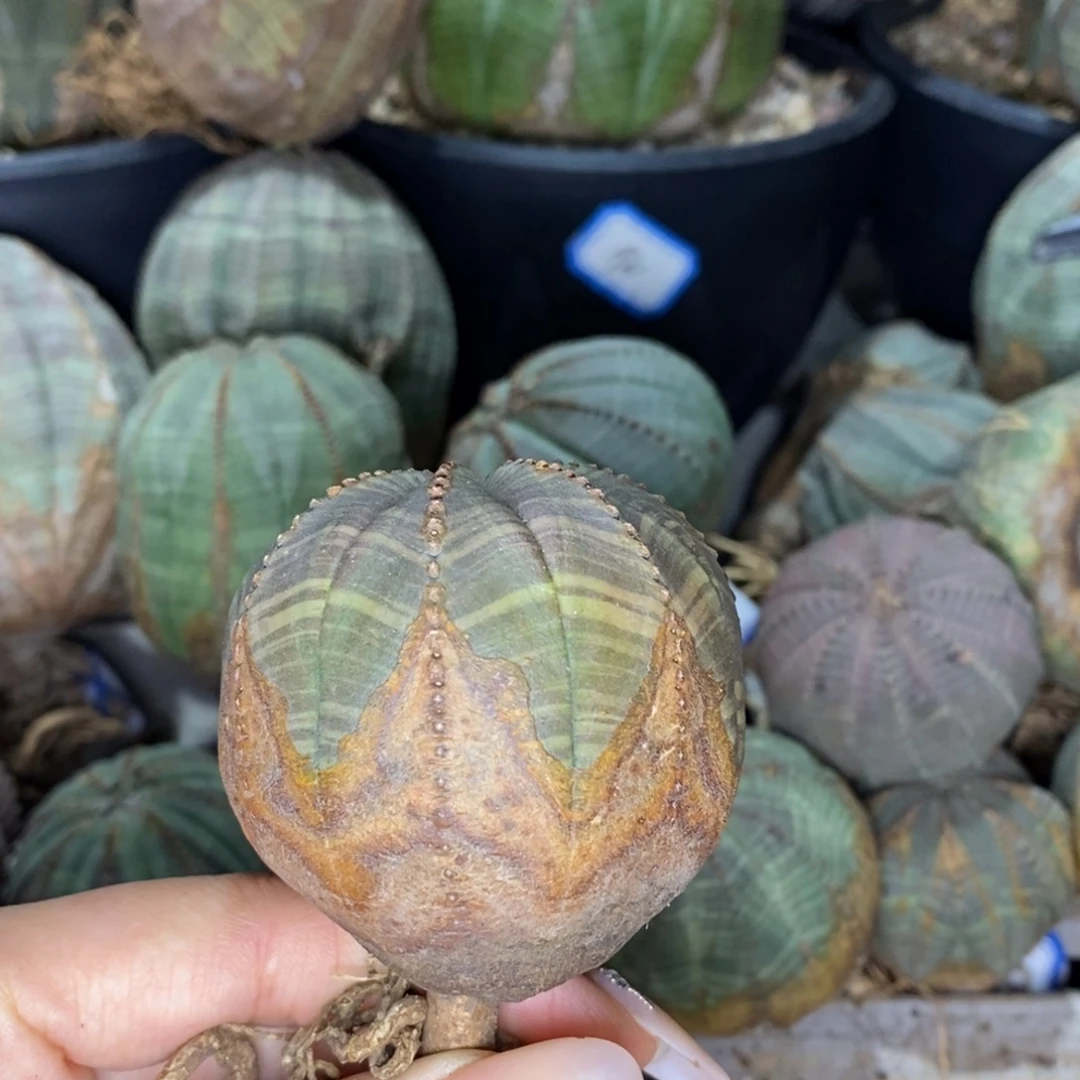 17欧系实生布纹球一物一拍