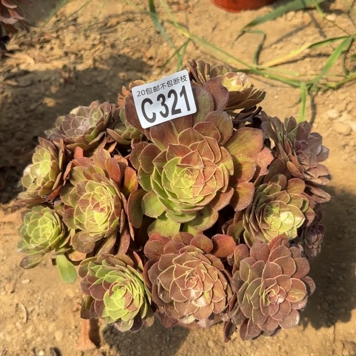 花月夜……多肉植物……