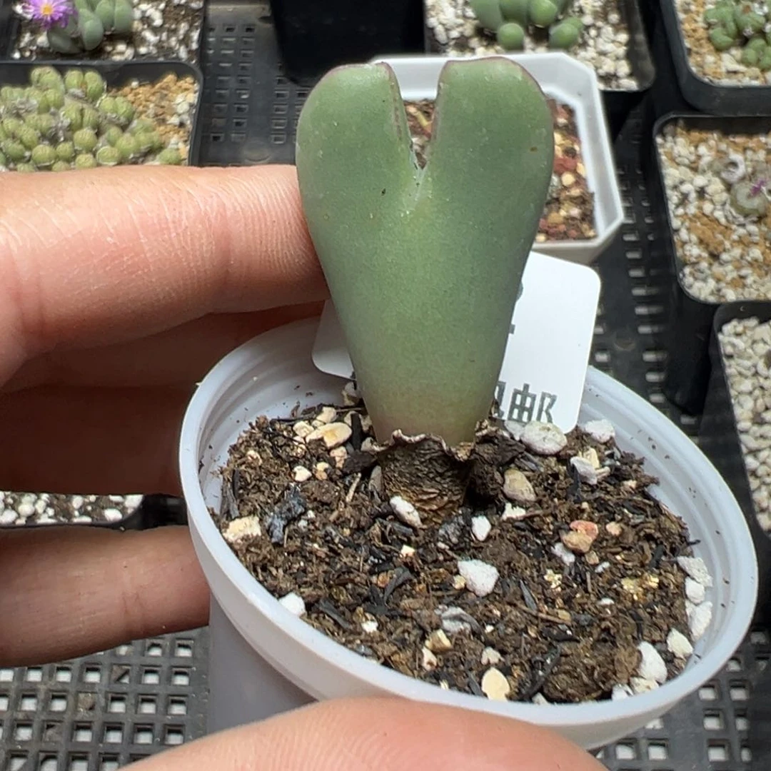 【闪购商品】632……