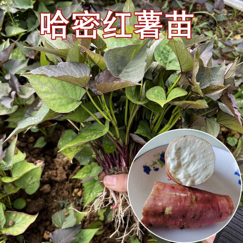 哈密薯苗喵冰糖心原种自心番薯苗种苗高产白瓤蜜薯红薯苗