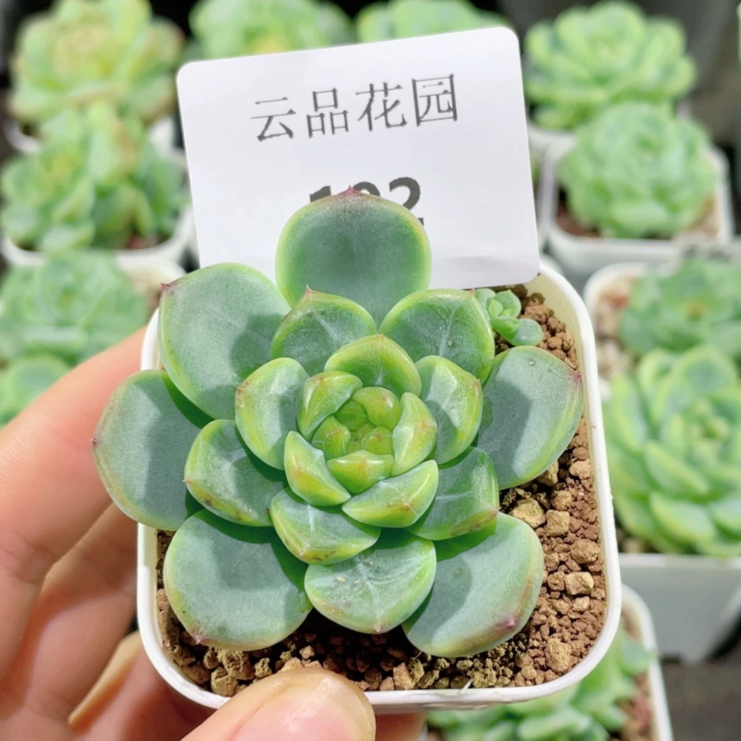 192号糖心冰心珍妮