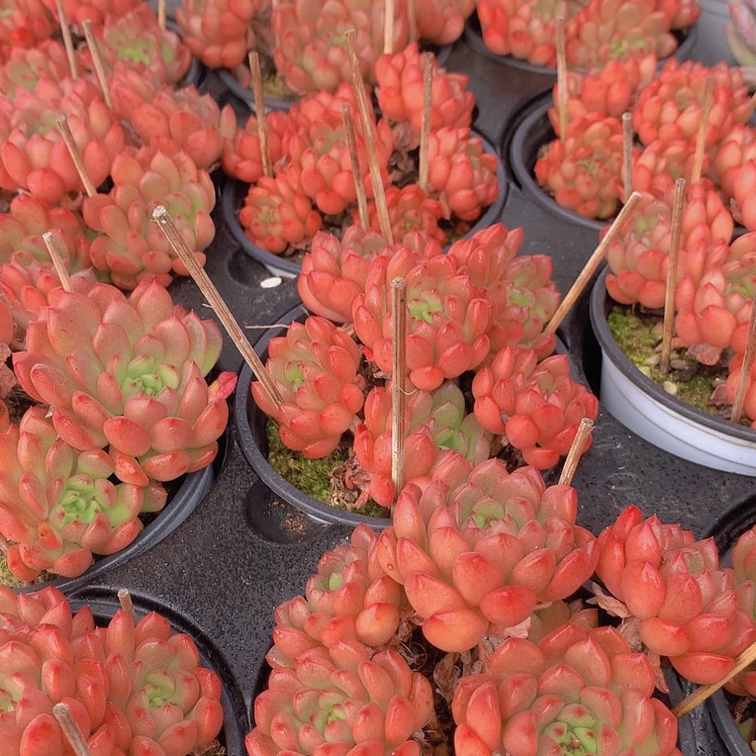 红宝石群2467899000000