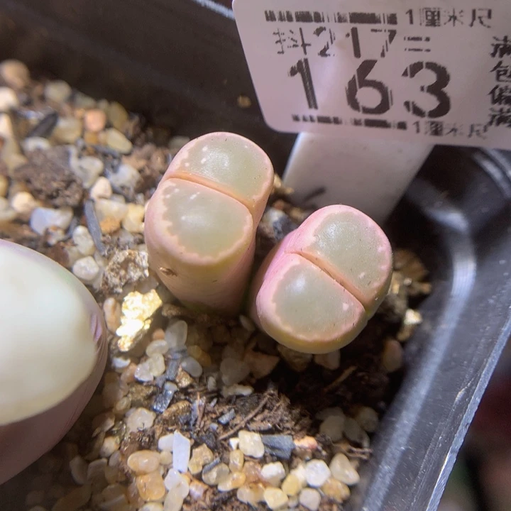 精品生石花217.163高特