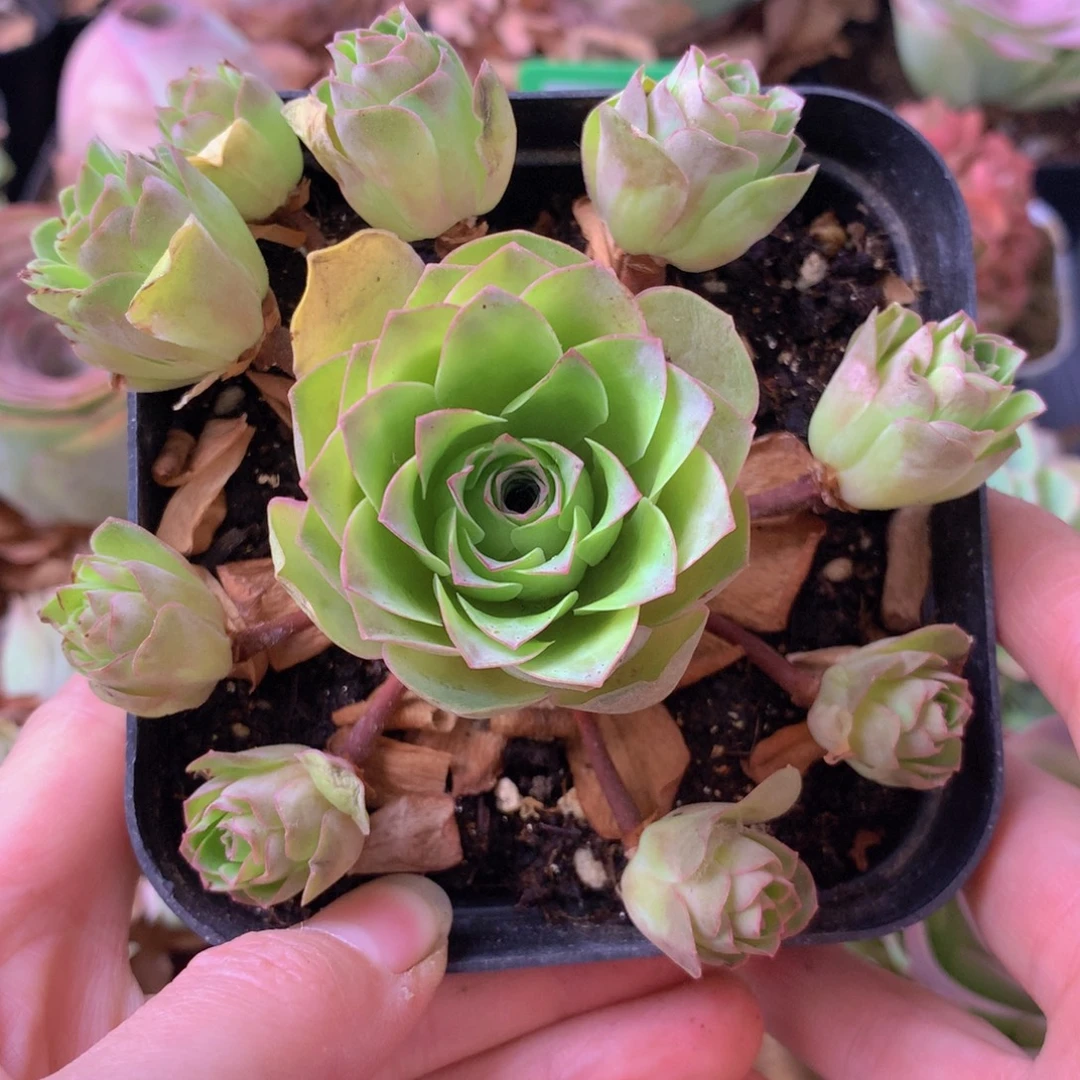 一物一拍星辰紫鸳377