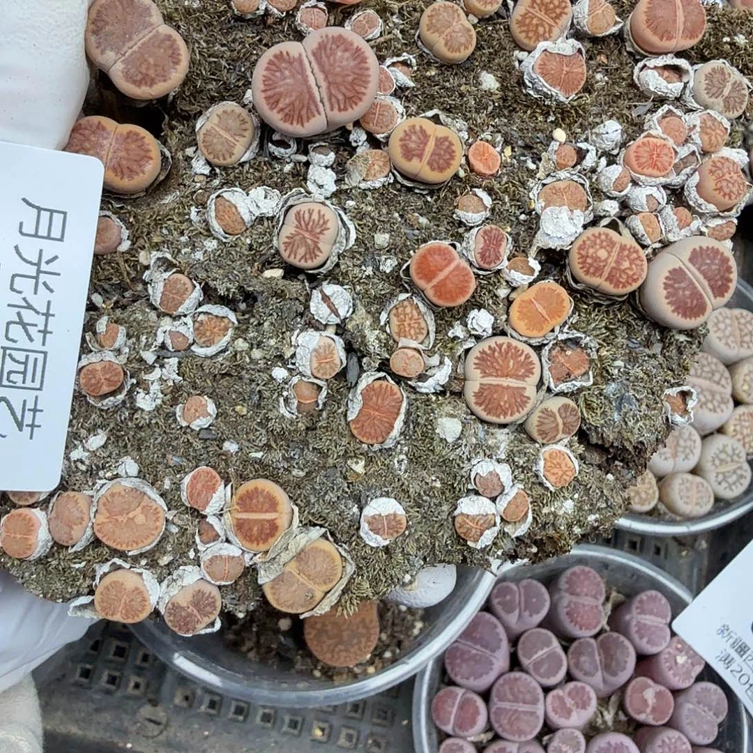 地叫什么名不代表663