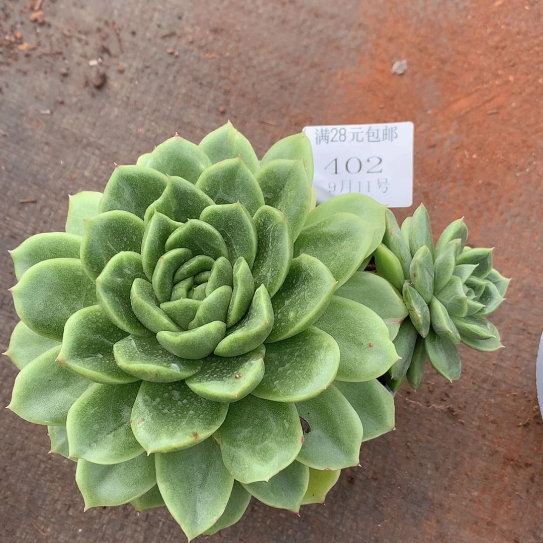 【闪购商品】云402号
