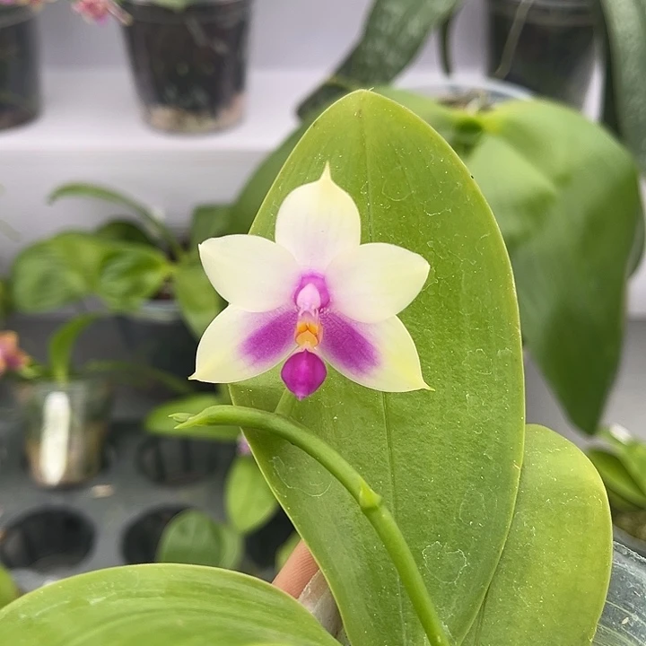 完全开放2.5寸杯BKH2353