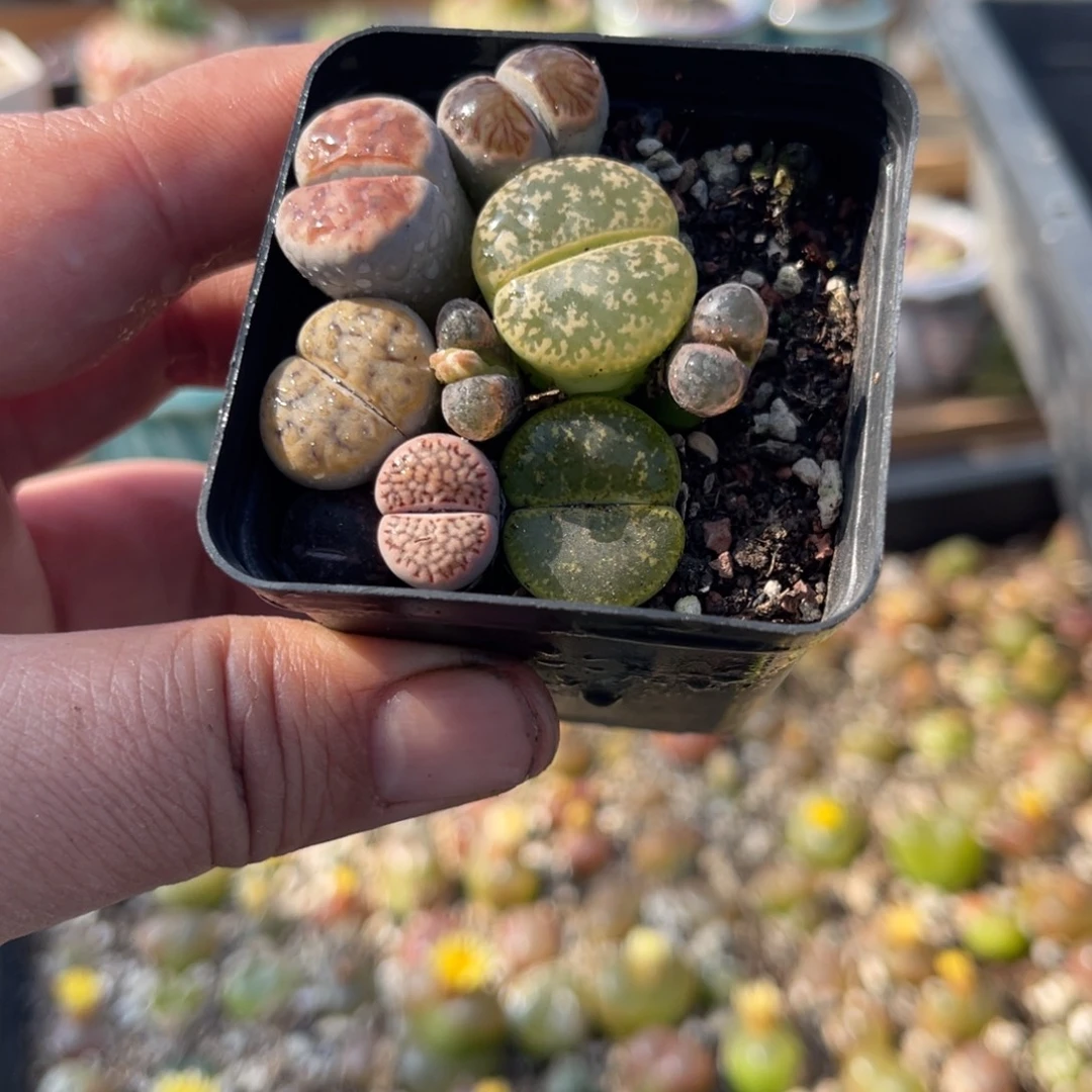 多肉植物一物一拍85