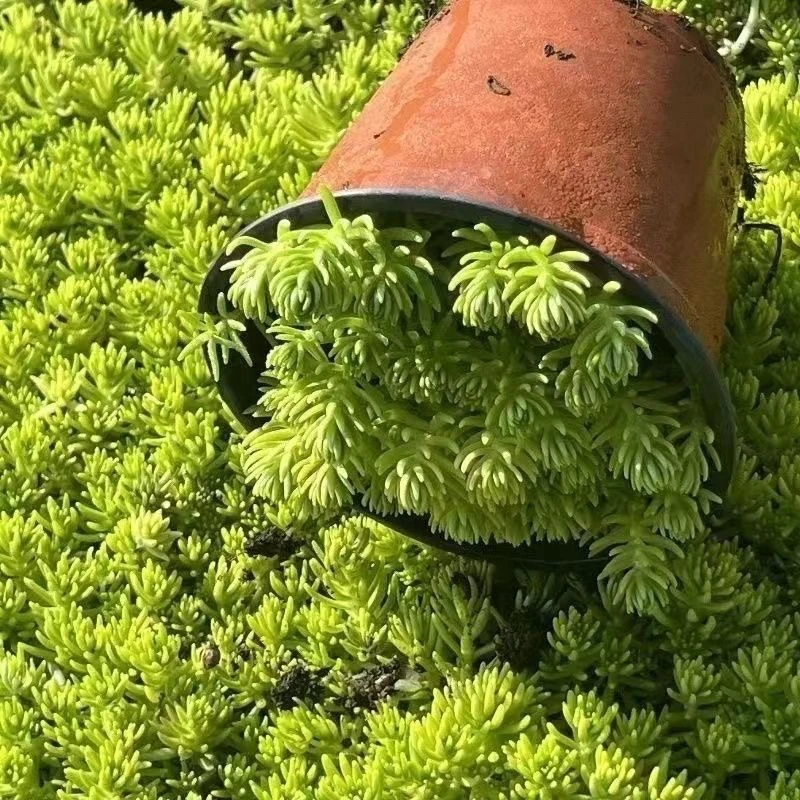 佛甲草地被多肉耐寒耐热适合庭院室外楼顶种植绿植