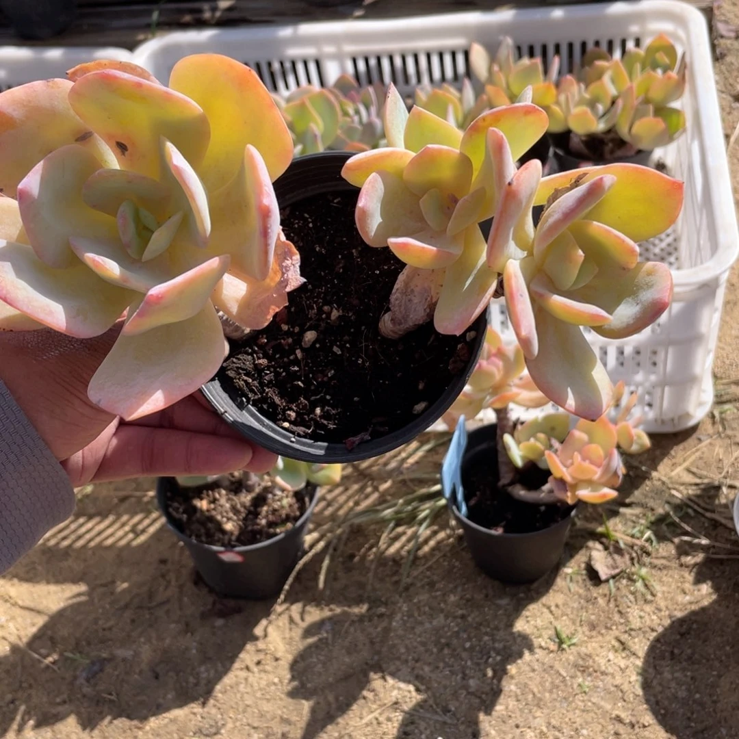 1820  白凤  六月六
