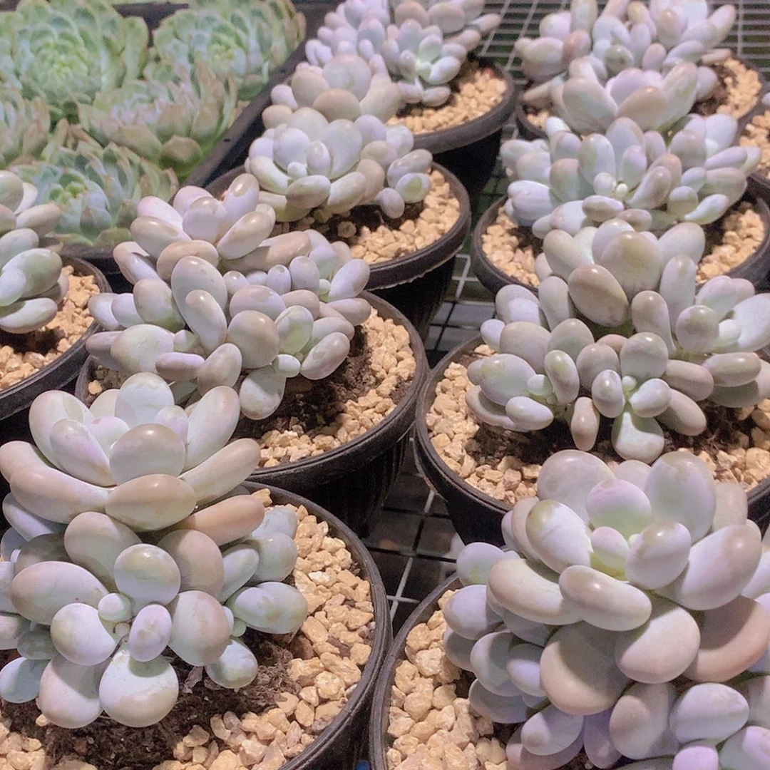 奶酪群235678990000000