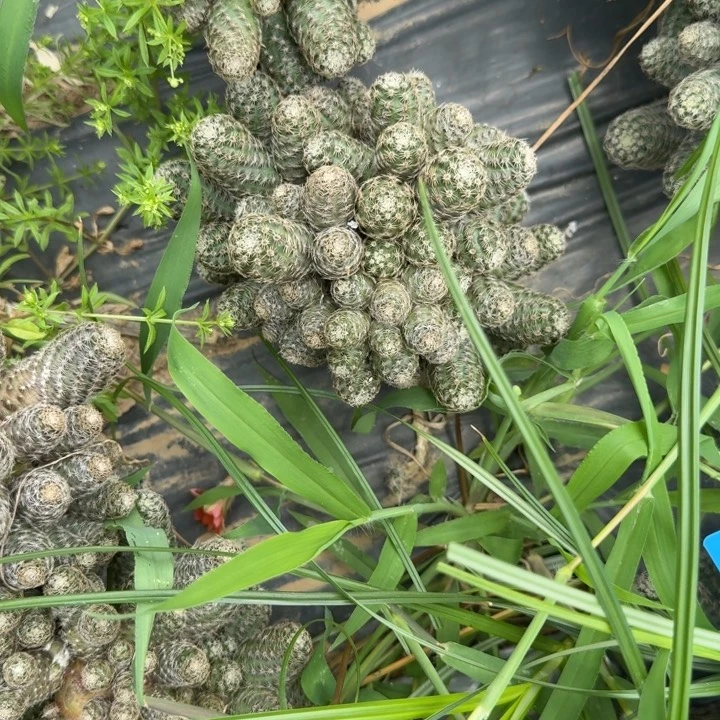 中间丽花仙人球286