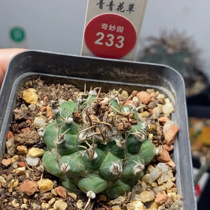 自根碳刺优选娇丽有雀斑4.1cm